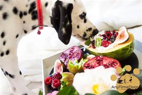 Can Dogs Eat Fruit Cocktail? Exploring the Curious Case of Canine Culinary Conundrums