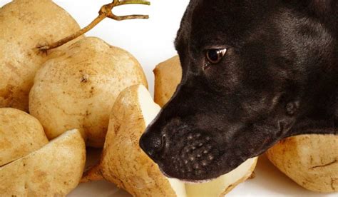 Can Dogs Eat Jicama Fruit? And Why Do They Always Stare at You While Eating It?