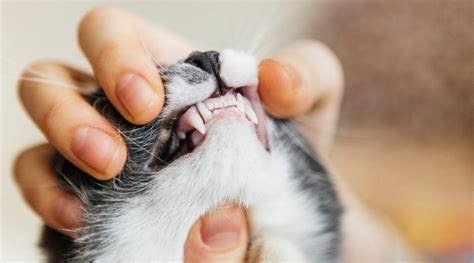 Cat Grinding Teeth When Eating Wet Food: A Symphony of Culinary Peculiarities and Feline Mysteries