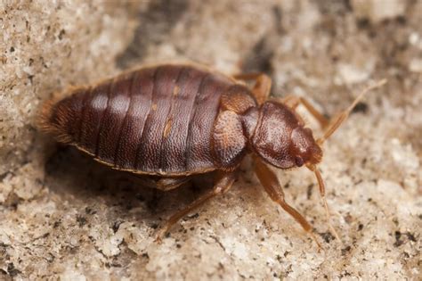 How Long Can Bed Bugs Live Without Food in Hot Weather, and Why Do They Seem to Have a Secret Love Affair with Heat?