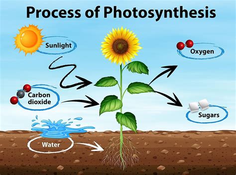 How Plants Make Food: A Journey Through Photosynthesis and Beyond