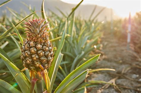 How to Finance a Food Truck: And Why Pineapples Might Be the Secret Ingredient