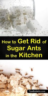 How to Kill Small Ants in Kitchen: A Comprehensive Guide and the Curious Case of Ant Intelligence