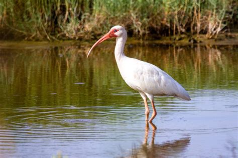  The Lamentation of the Sacred Ibis: Exploring Indigenous Brazilian Symbolism and the Haunting Depiction of Grief