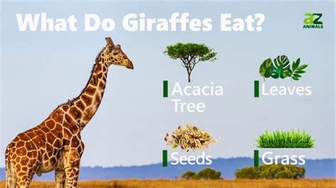 What is the giraffe's food source, and how does it influence their social behavior?